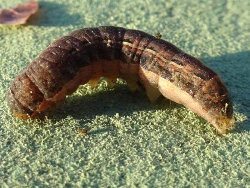 Noctua pronuba